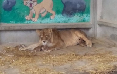 В Хмельницком зоопарке львица родила второй раз за год