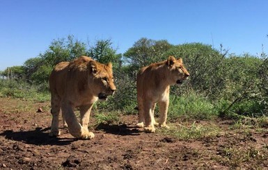 Львята из бердянского зоопарка благополучно прибыли в ЮАР