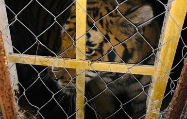 В заброшенном киевском клубе обнаружили шесть тигров в ужасных условиях
