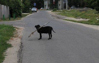 Звездой сети стала собака, избившая сородича лопатой