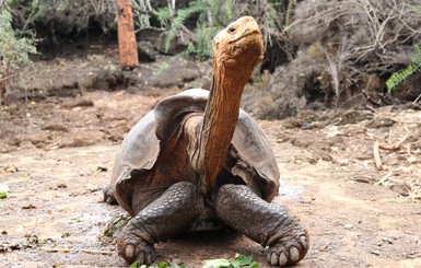 Самый известный самец гигантской черепахи вернется на родной остров спустя 80 лет 