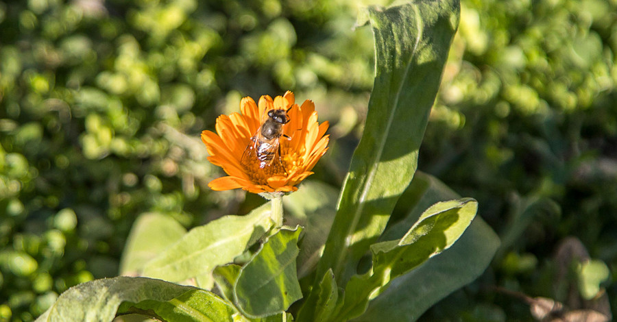 Календула и пчелы: январь в Одессе продолжает удивлять