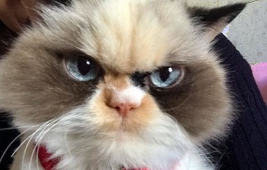 Реинкарнация: в соцсетях нашли замену самой угрюмой кошке планеты