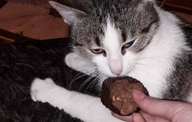 В Тернополе кошка спасла жизнь 10-летней девочке