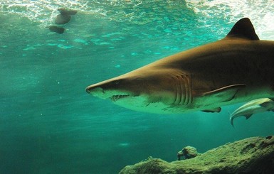 Показали окаменелости акулы, жившей 330 миллионов лет назад