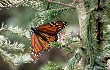 На крыльях бабочек: в мексиканский заповедник прилетели тысячи бабочек-монархов