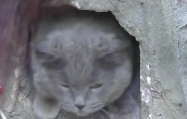 В Запорожье полицейские спасли замурованных в подвале многоэтажки котов