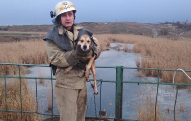 В Днепропетровской области спасли собаку из ледяного капкана
