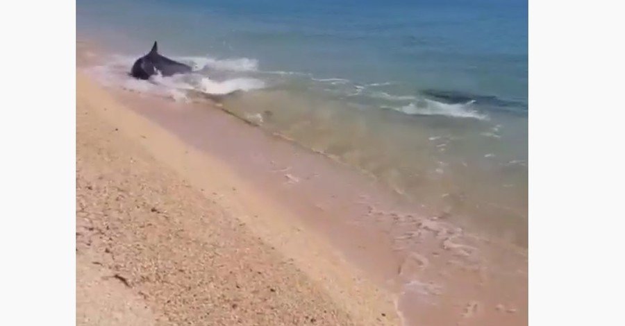 В Азовском море дельфины подплыли к самому берегу: их засняли очевидцы