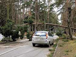 Шторм в Петербурге ломал деревья и гнул светофоры 