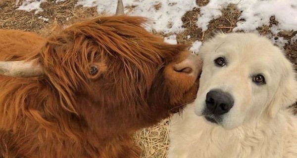 Собаки и коты надоели: коровы стали звездами в соцсетях
