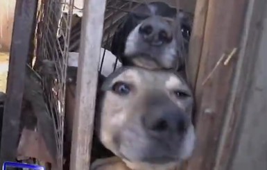В Кушугуме женщина приютила в своем частном доме около ста собак