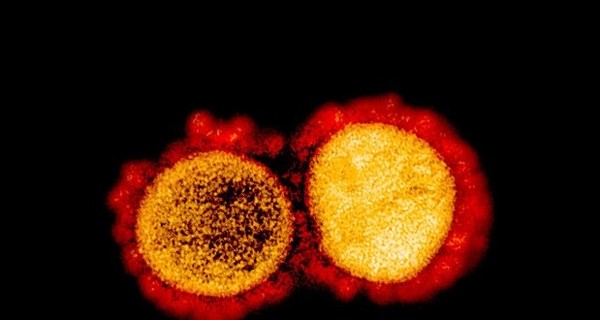 Ученые из Кембриджа считают, что коронавирус зародился не в Ухане