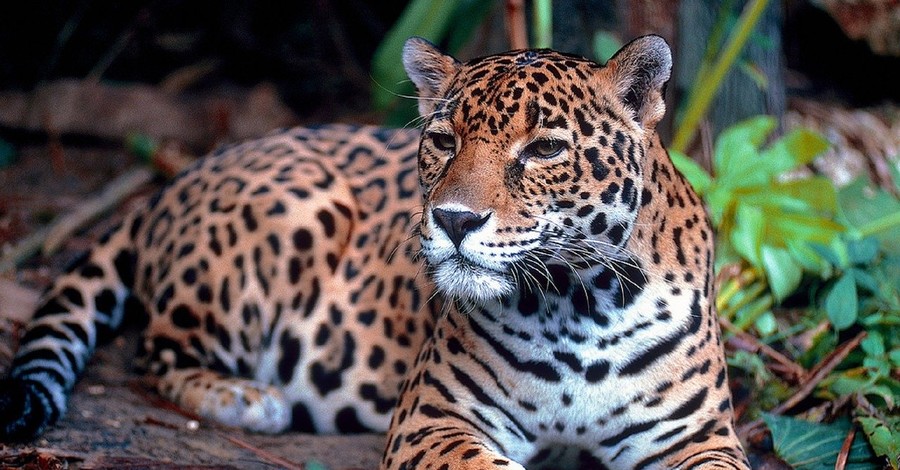 Из-за коронавируса ягуары вернулись в джунгли Гватемалы