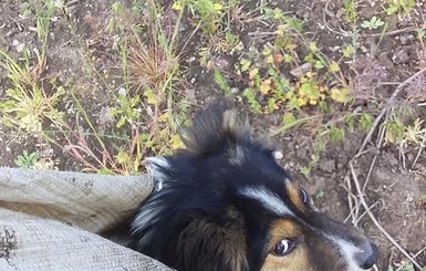 В Запорожье спасли двух собак, которых люди выбросили в мешках на обочину