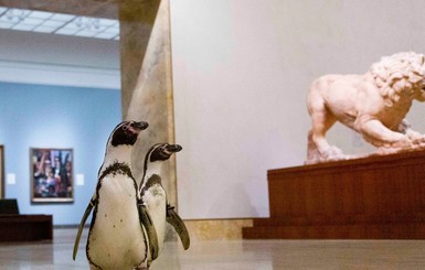 Чтобы не скучали: пингвинов из американского зоопарка отвели на экскурсию в музей