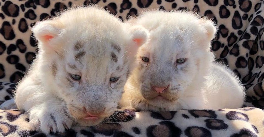 Белым тигрятам из зоопарка Бердянска дали необычные клички