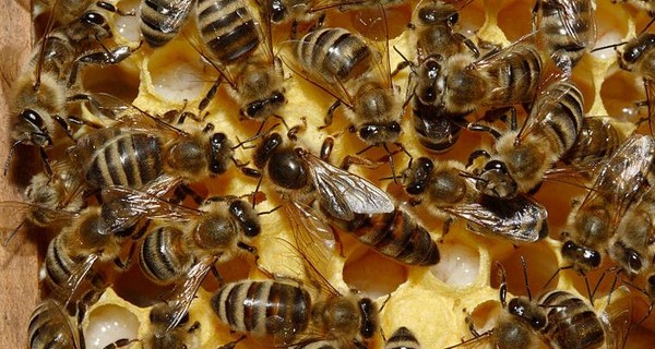 В Украине массово гибнут пчелы: предприниматели считают убытки