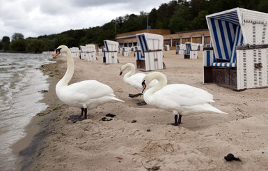 В Германии открытые после карантина пляжи посетили лебеди 