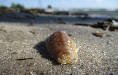 На пляж Никополя занесло морских тараканов