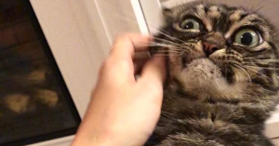 Сердитая Киця стала преемницей Grumpy Cat: сеть покоряет еще одна вечно недовольная кошка