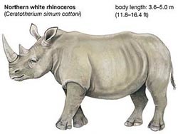 Во всем мире осталось всего 4 белых носорога 