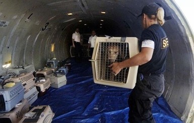 МАУ отстранили руководителя отдела из-за гибели щенков на рейсе в Торонто