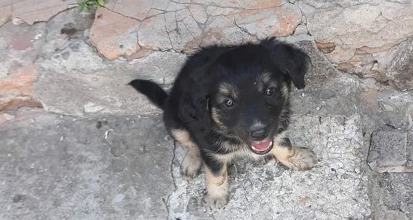 В Никополе спасли щенка, брошенного в мусорку в завязанном пакете