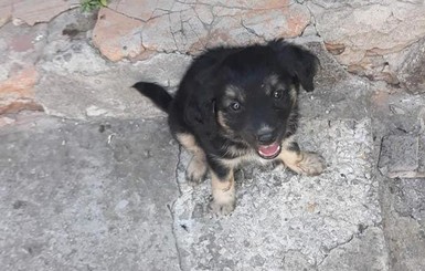 В Никополе спасли щенка, брошенного в мусорку в завязанном пакете