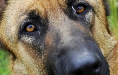 Жителей Днепра растрогала собака, которая плачет на улице после потери хозяина
