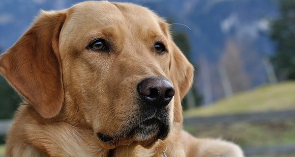 Биологи из США рассказали, как перевести возраст собаки в 