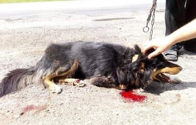 В Хмельницкой области спасли собаку, которую пенсионеры привязали цепью к движущейся машине