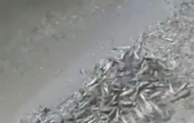 На Николаевщине массово гибнет рыба в Днепровском лимане