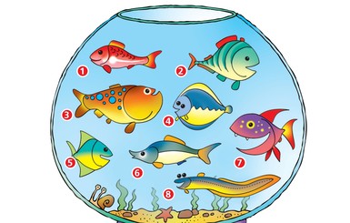Тест: какая рыба определит ваш характер