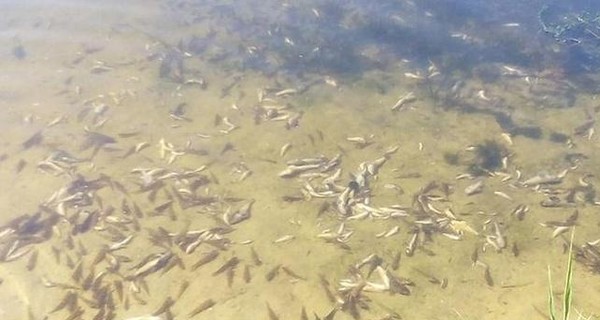В Харьковской области массово погибла рыба