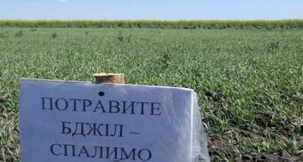 Массовая гибель пчел в Украине: умирая, насекомые плачут и жалобно пищат