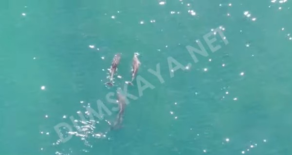 В Одессе спасли стаю дельфинов, застрявших между волнорезами