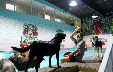 В Дубае открылся первый на Ближнем Востоке аквапарк для собак