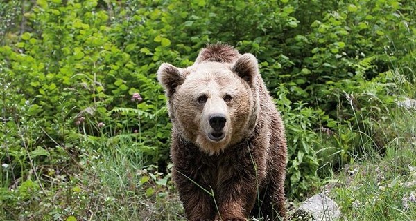 В Испании разыскивают раненого после ДТП медведя