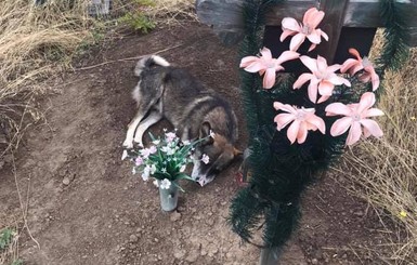 На Днепропетровщине собака три года живет на могиле умершего хозяина
