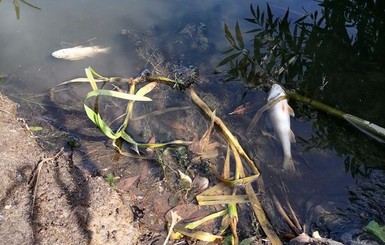 В озере Киевской области почернела вода, погибли раки и рыба