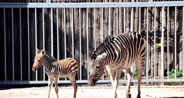 Одесский зоопарк пополнился зебрами, быками и зелеными мартышками