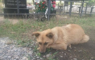 В Кривом Роге пса оставили на цепи около могилы хозяина