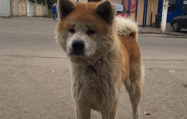 На Днепропетровщине собака не поверила в смерть хозяйки и сбегает из дома, чтобы ее найти