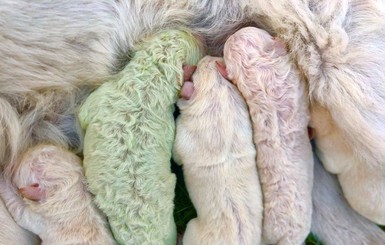 В Италии собака родила зеленого щенка. Его уже назвали 