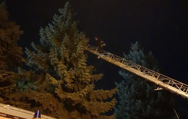 В Кропивницком котенок забрался на высоченную елку и жалобно просил о помощи