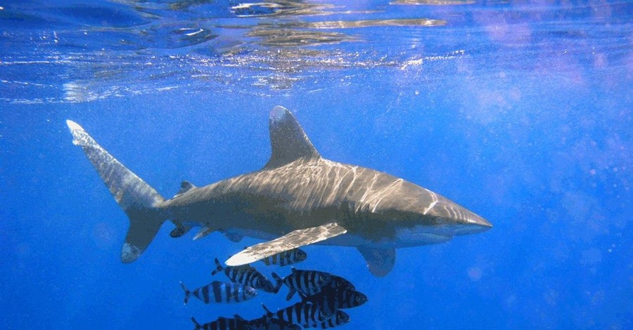 Дайвер о нападении акулы на наших туристов: Людей повезли в запрещенное место, где могли быть акулы