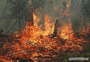 В Ровенской области горят торфяники 