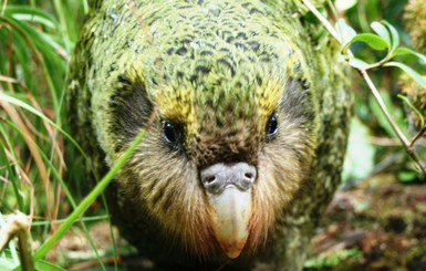 Птицей года в Новой Зеландии стал толстый нелетающий попугай