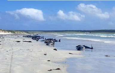 Дельфины и афалины массово выбросились на берег Новой Зеландии